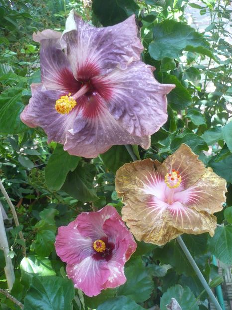 P1420503 - HIBISCUSI 2019-2