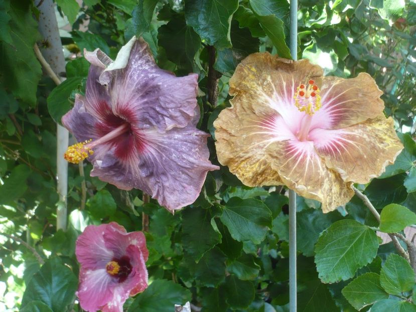 P1420504 - HIBISCUSI 2019-2