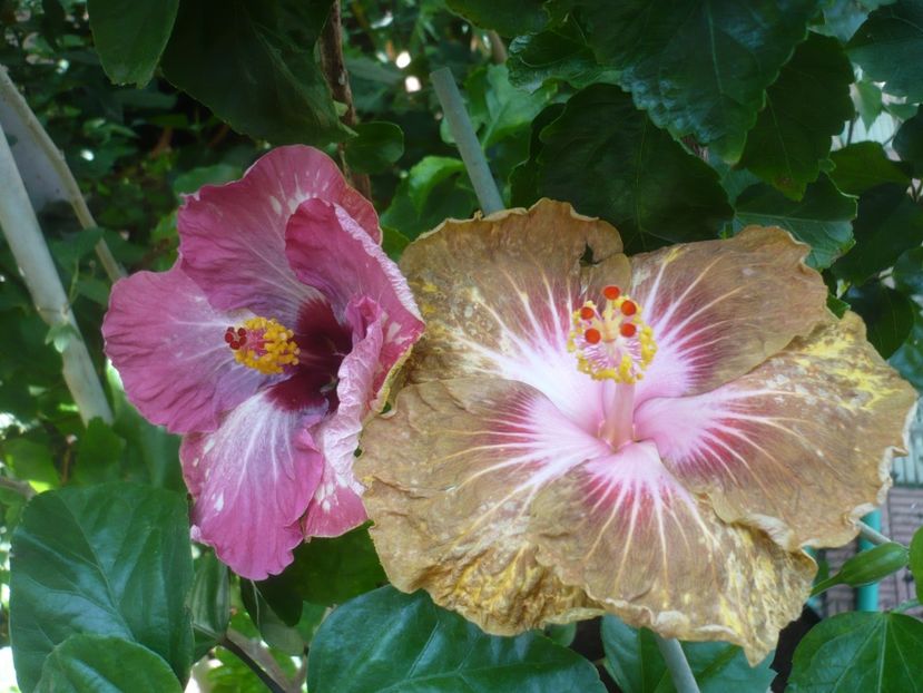 P1420506 - HIBISCUSI 2019-2