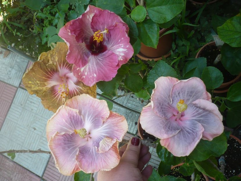 P1420508 - HIBISCUSI 2019-2