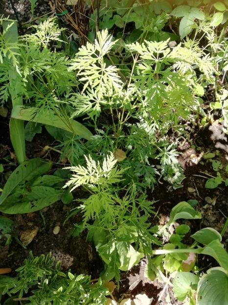 Acer Seiryu - Gradina 2019