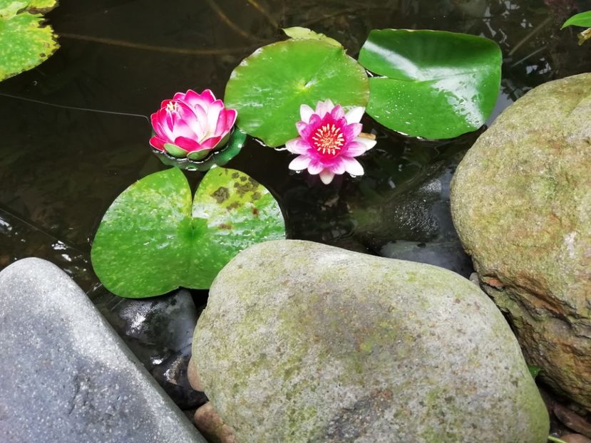 Lângă una artificială - Gradina 2019