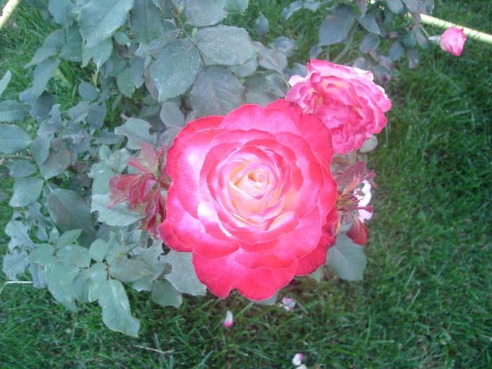 DSC06051 - Trandafiri