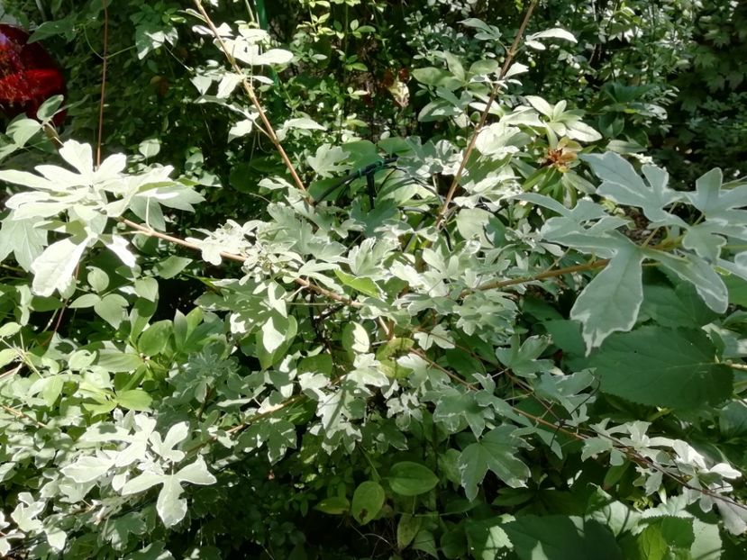 Acer Campestre Carnival - Gradina 2019