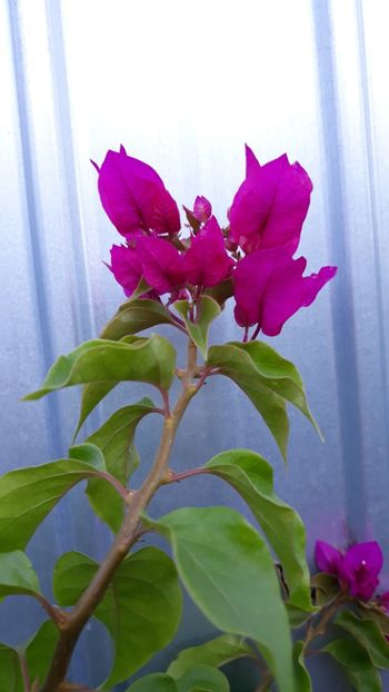  - Bougainvillea 2019-2020