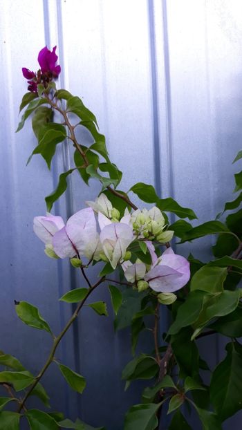  - Bougainvillea 2019-2020