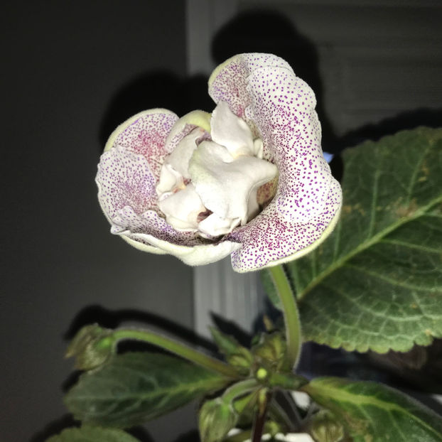  - Plante de interior 2019