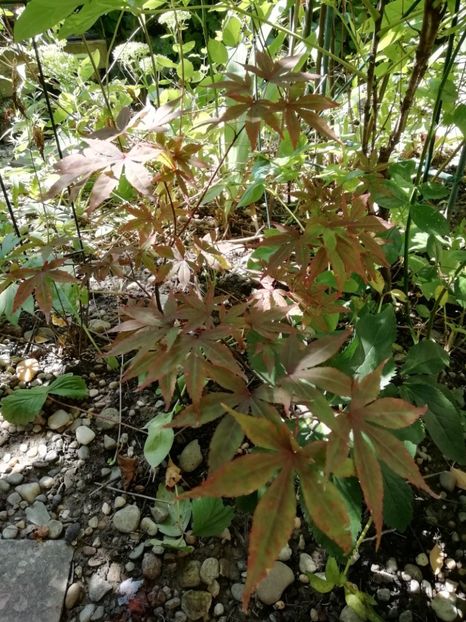 Acer Atropurpureum vara - Gradina 2019
