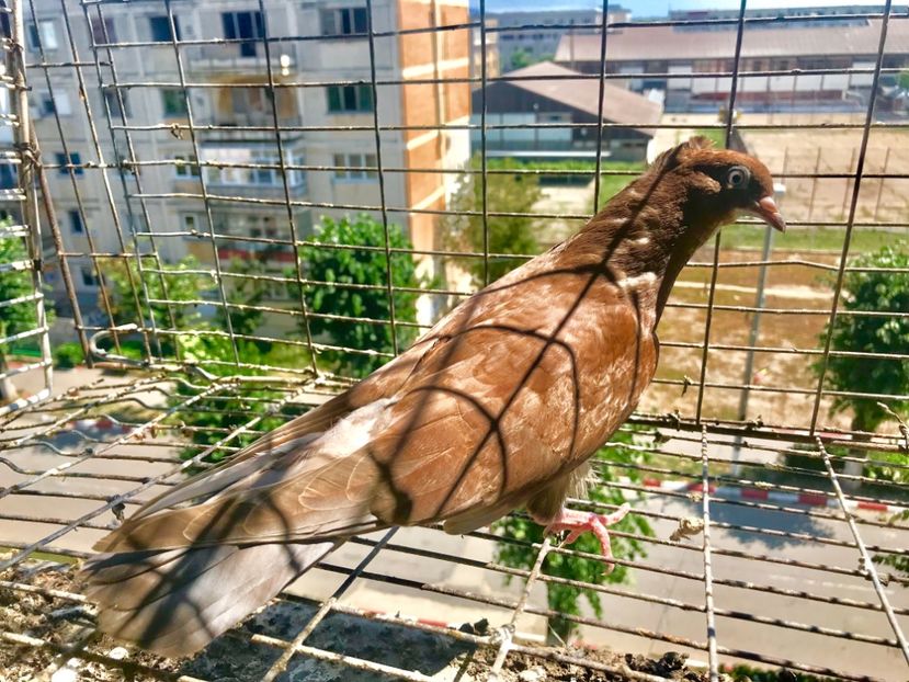 C9C38158-7C10-40A8-8362-E6A4914F7682 - Pui Zburator Beograd