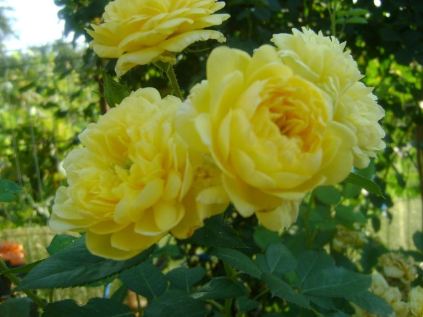  - Anny duperey 2018-19-pierdut