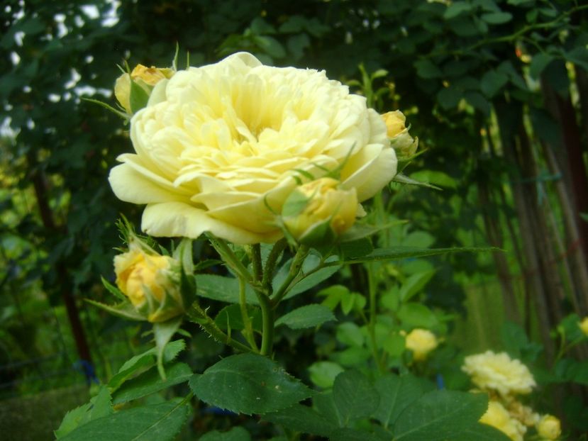  - Anny duperey 2018-19-pierdut