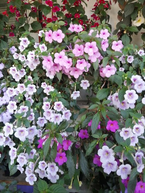  - Achimenes azi 11 august 2019