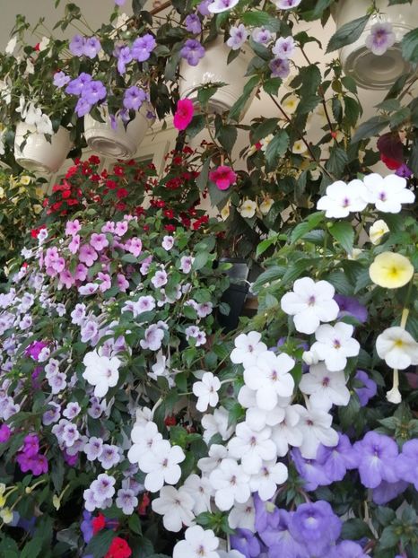  - Achimenes azi 11 august 2019