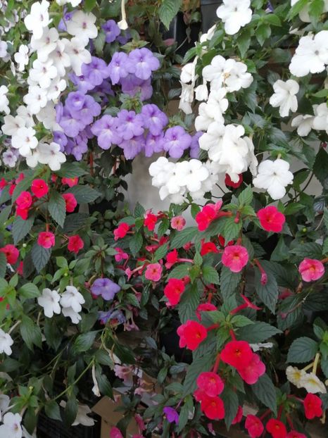  - Achimenes azi 11 august 2019