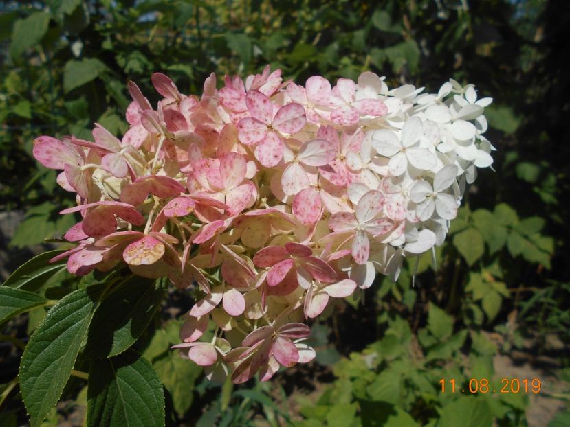  - 2Azalee-rhododendroni-hortensii-hoste 2019