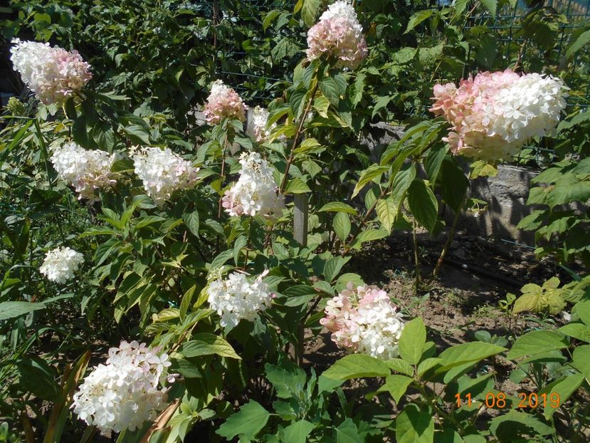  - 2Azalee-rhododendroni-hortensii-hoste 2019