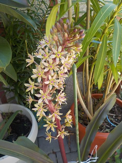  - eucomis