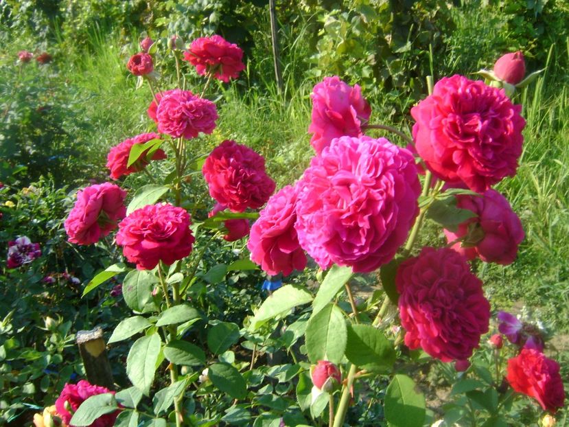  - Gradina max fara nume-2019