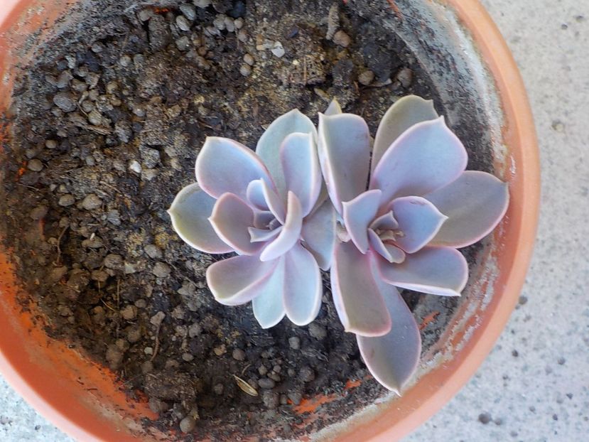  - echeveria perle von nurnberg