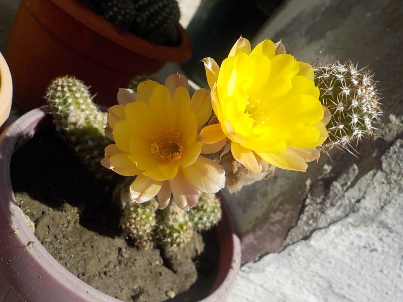  - chamacereus hibrid
