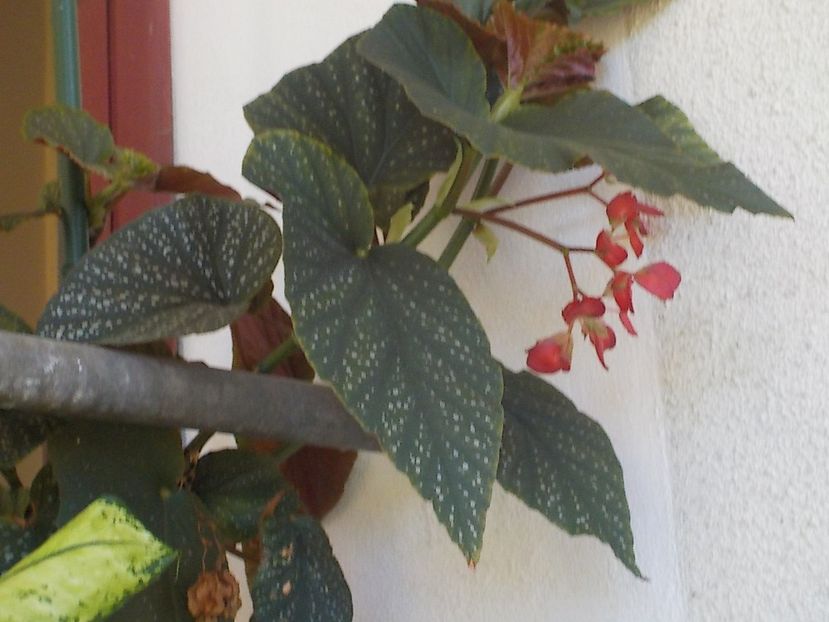  - begonia lucernae