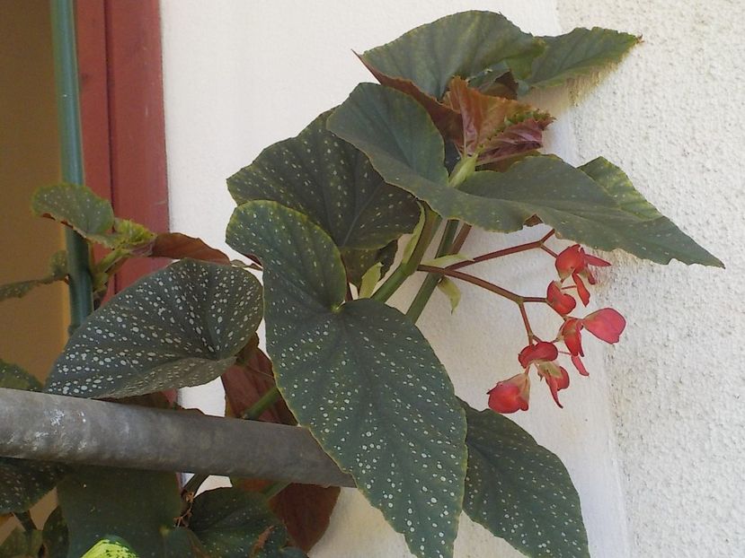  - begonia lucernae