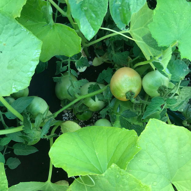  - Jurnalul gradinii 2019