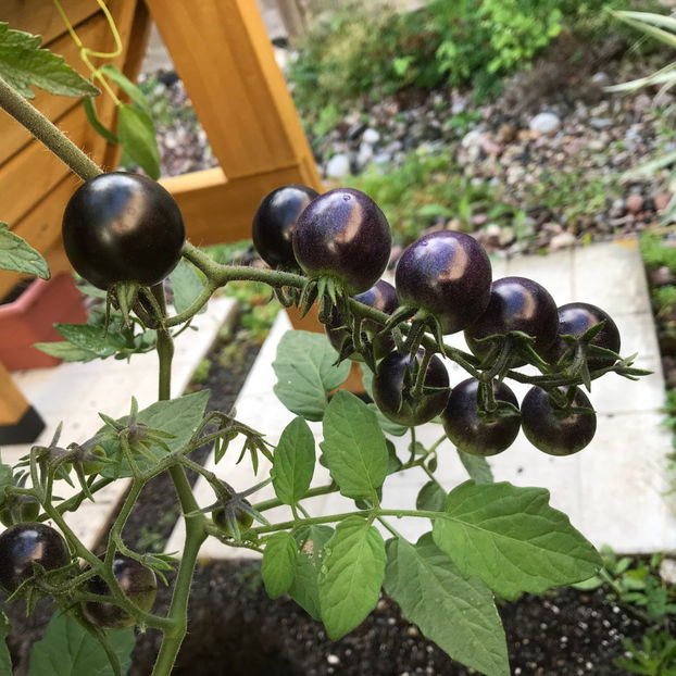  - Jurnalul gradinii 2019