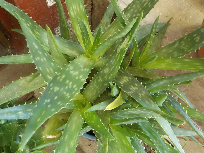 - aloe vera