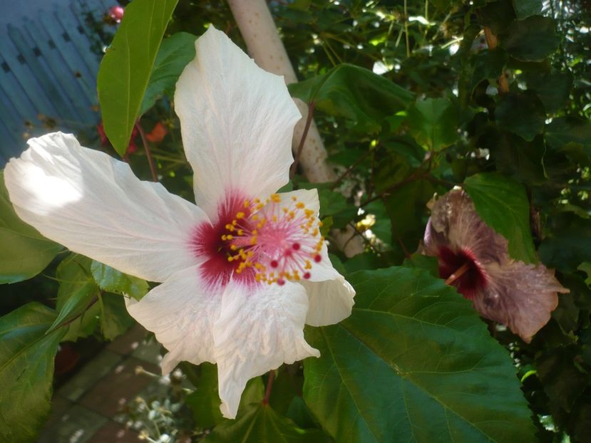 P1420509 - HIBISCUSI 2019-2