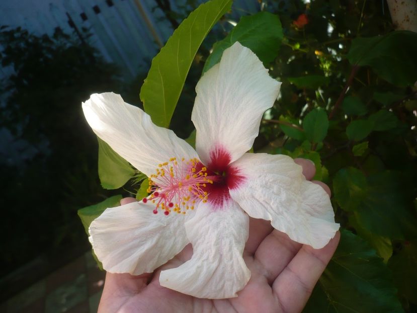 P1420510 - HIBISCUSI 2019-2