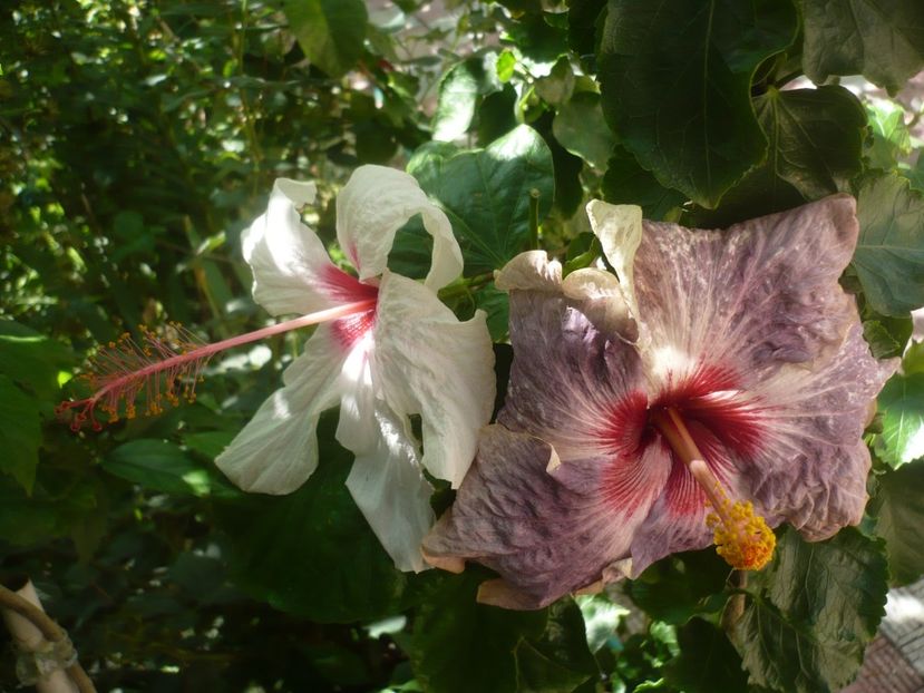 P1420511 - HIBISCUSI 2019-2