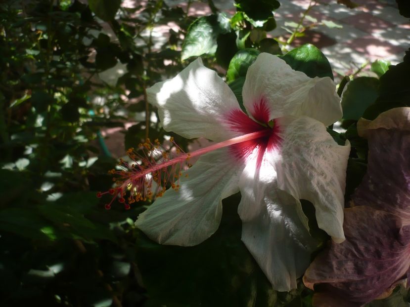 P1420512 - HIBISCUSI 2019-2