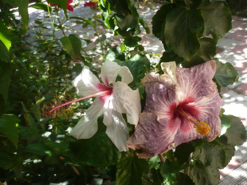 P1420513 - HIBISCUSI 2019-2