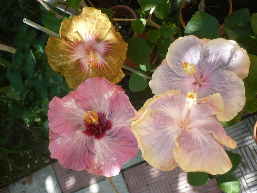 P1420514 - HIBISCUSI 2019-2