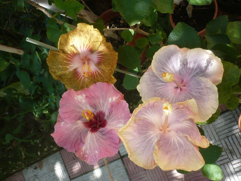 P1420516 - HIBISCUSI 2019-2