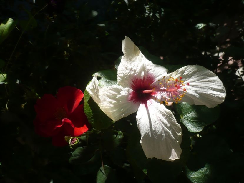 P1420518 - HIBISCUSI 2019-2