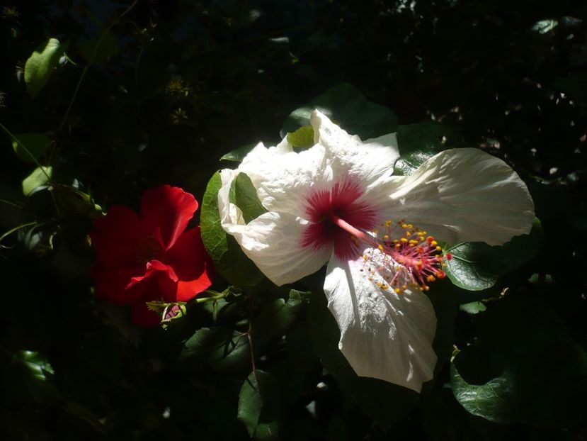 P1420519 - HIBISCUSI 2019-2