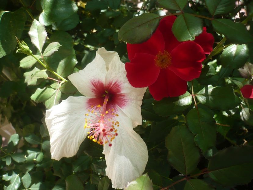 P1420520 - HIBISCUSI 2019-2