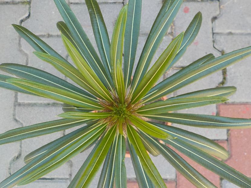  - Genul Pachipodyum