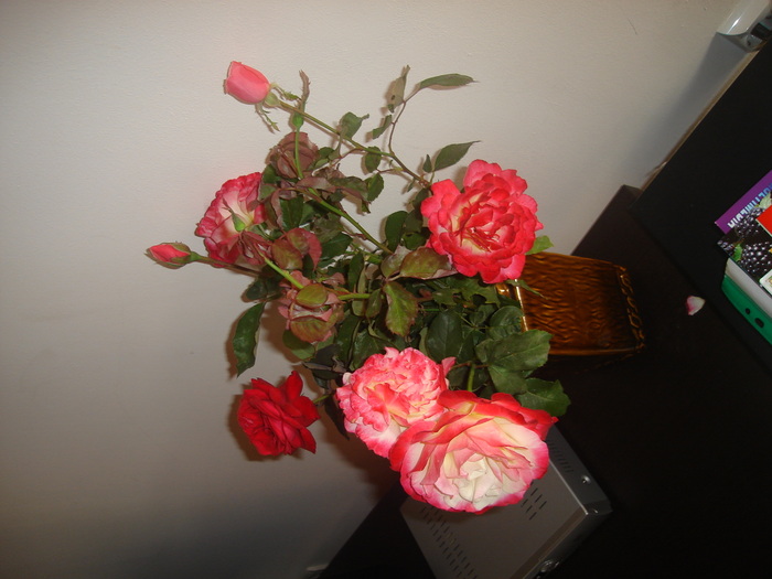DSC06087 - Trandafiri