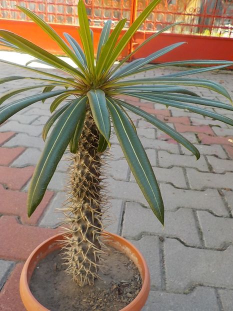 - Genul Pachipodyum