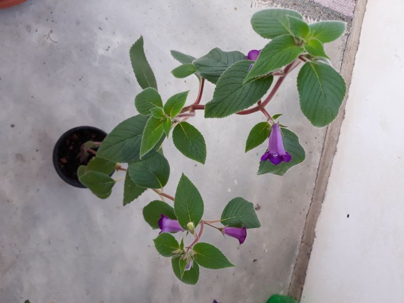  - Achimenes 2019