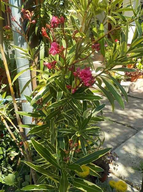  - variegat nr 24