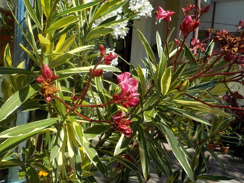  - variegat nr 24