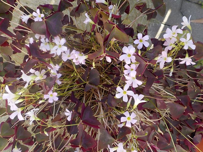  - oxalis triangularis