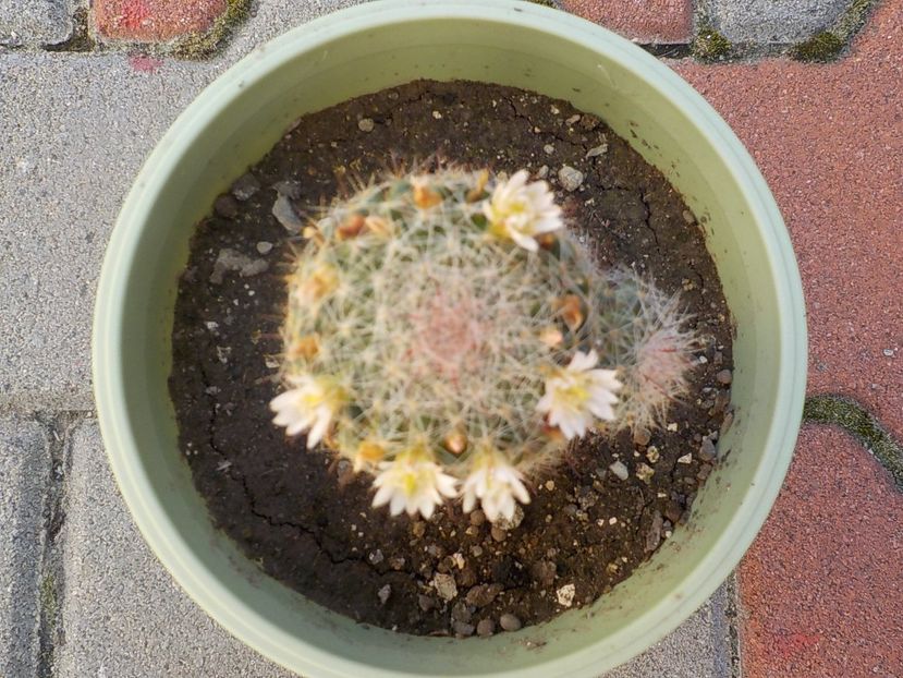  - Genul Rebutia