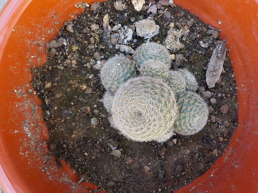  - rebutia heliosa