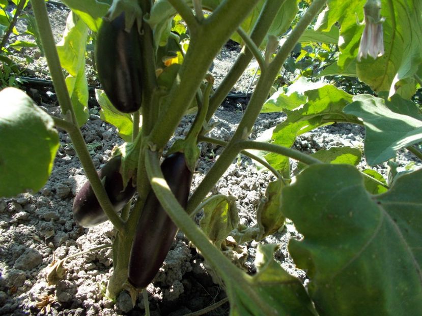  - Z SEMINTE VINETE - BABY RACIMO