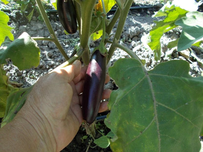  - Z SEMINTE VINETE - BABY RACIMO